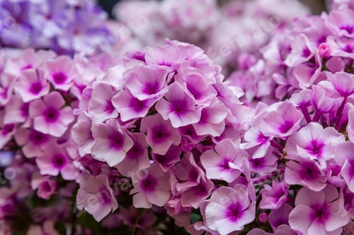 Preview: The Beautiful Pink Blossoms Of Phlox Paniculata. The Purple And Red Flowers Of Phlox Paniculata.