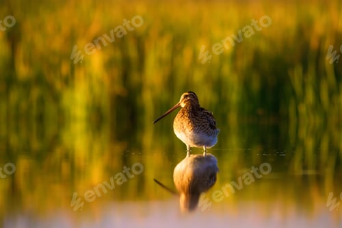 Preview: Wonderful Light And Bird. Nature Background. Common Snipe Gallinago Gallinago