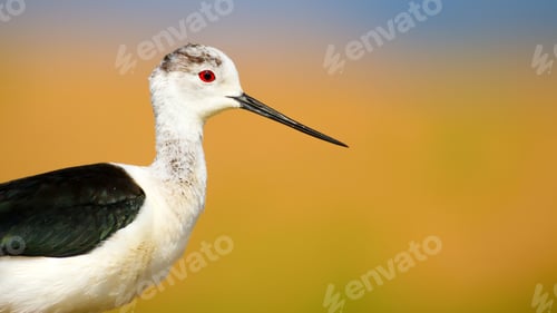 Preview: Cute Bird Portrait. Colorful Nature Background. Common Water Bird.