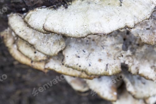 Preview: White Tree Mushrooms On An Old Trunk With Natural Background