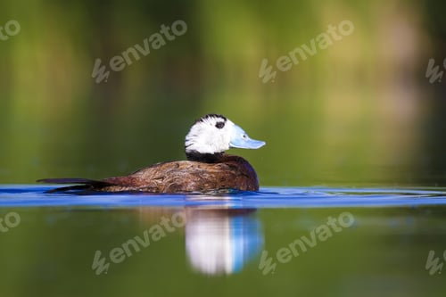 Preview: Swimming Duck. Colorful Lake Habitat Background. Bird: White Headed Duck. Oxyura Leucocephala.