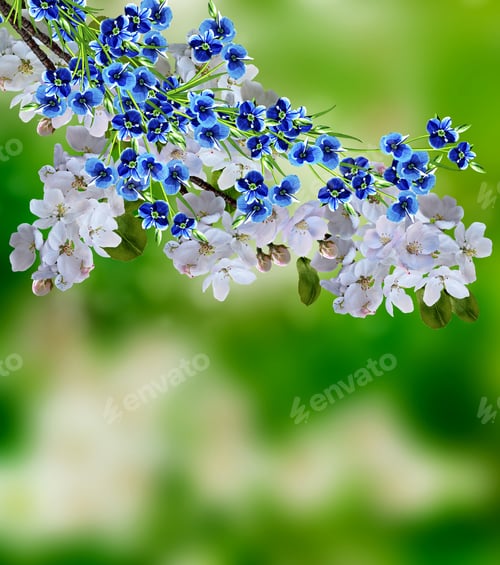 Preview: Blooming Apple Tree