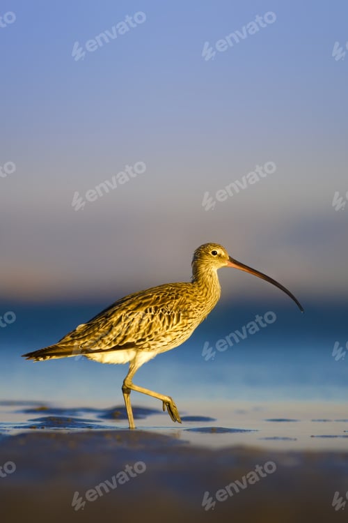 Preview: Cute Bird Curlew. Blue Sea And Blue Sky Background. Eurasian Curlew Numenius Arquata