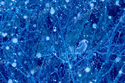Preview: Winter Season And Birds. Falling Snow. Blue Nature Background. Eurasian Jay.