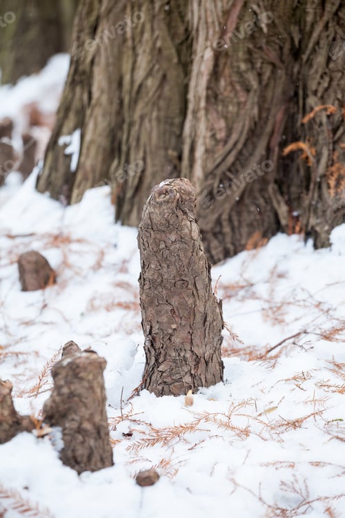 Preview: Winter Landscape In The Park With Tree Bark And Details
