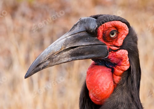 Preview: Southern Ground Hornbill (Bucorvus Leadbeateri) In Kruger National Park, South Africa