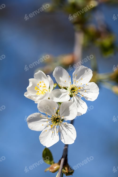 Preview: Spring Blooming On Sour Cherry Tree Branches