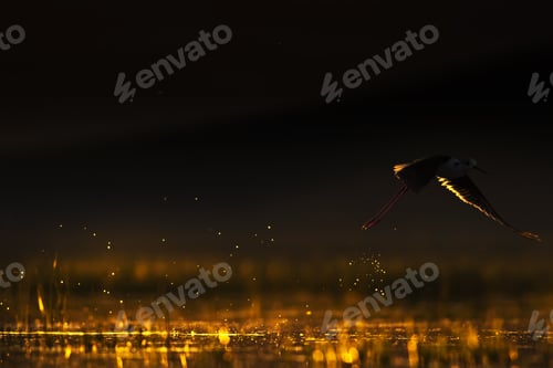 Preview: Bird And Sunset. Sunset Nature Background.