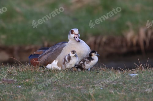 Preview: Egyptian Goose With Chicks, Alopochen Aegyptiaca, Texel, Netherlands