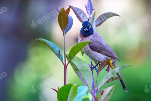 Preview: Cute Bird White Spectacled Bulbul. Nature Backgound. Pycnonotus Xanthopygos.