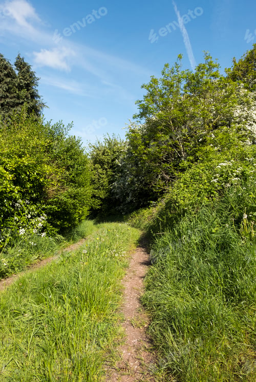 Preview: Overgrown Grassy Trail