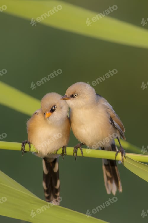 Preview: Cute Birds. Green Nature Background. Ankara, Turkiye, Mogan Lake.