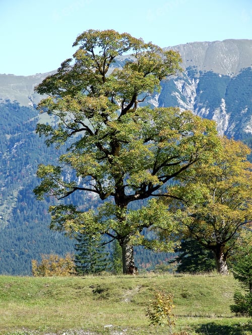 Preview: Golden October Landscape At Famous Ahornboden Valley With View To Karwendel Mountains, Austria