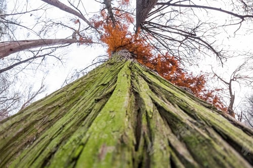 Preview: Late Autumn In The Park With Beautiful, Colorful Leaves. Fisheye Lens Effects