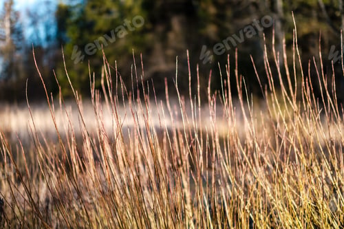 Preview: Forest Bushes In Spring Sunny Day Without Leaves. Natural Texture Chaos