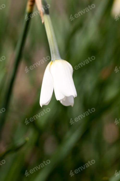 Preview: Beautiful Daffodil With Natural, Green Background