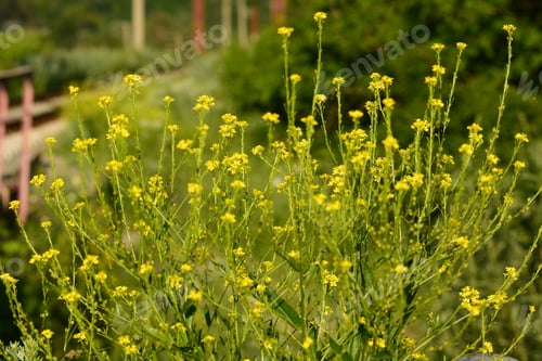 Preview: Yellow Wildflowers Blooming By The Railroad Tracks