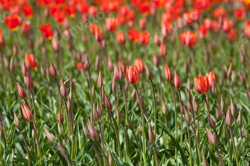 Preview: Close Up Of Red Tulips With Selected Focus - Ideal For Use As Postcard, Wallpaper Or Background