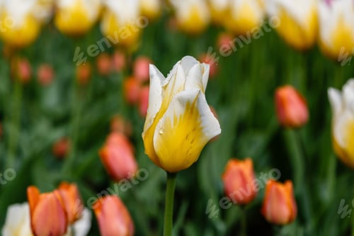 Preview: Yellow Tulips In The Garden. Sort Orange Cassini. Bulbous Plants In The Garden.