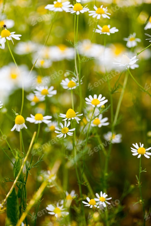 Preview: Wild Camomile (Matricaria Chamomilla) In The Field With Natural Background