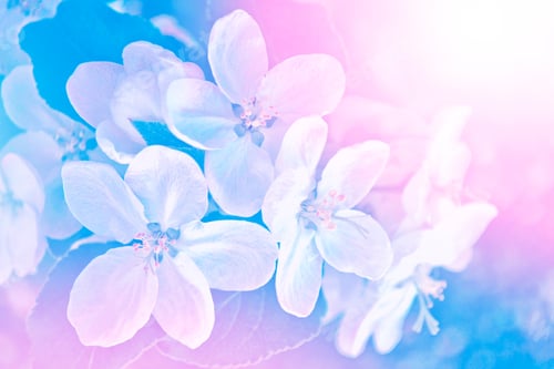 Preview: Blossoming Branch Apple. Bright Colorful Spring Flowers