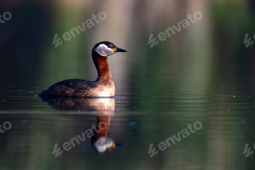 Preview: Swimming Bird. Nature Background. Bird: Red Necked Grebe. Podiceps Grisegena.
