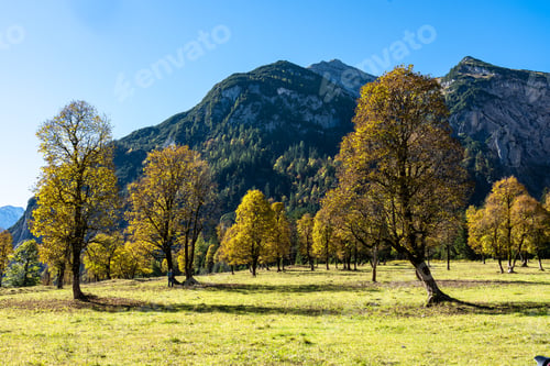 Preview: Colorful Maple Tree At Grosser Ahornboden In The Impressive Karwendel Mountains, Tyrol, Austria.