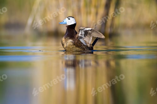 Preview: Swimming Duck. Colorful Lake Habitat Background. Bird: White Headed Duck. Oxyura Leucocephala.