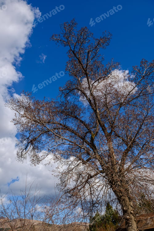 Preview: Beautiful Trees Against Blue Cloudy Sky, Armenia