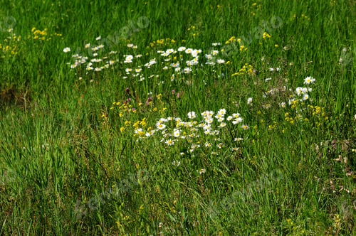 Preview: Summer Wildflowers
