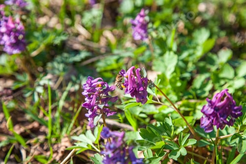 Preview: Close Up View Of Honeybee On Purple Wild Flowers Of Corydalis In Spring Forest. Natural Spring