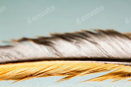 Preview: Colorful Hen Feather With Details And Reflexions