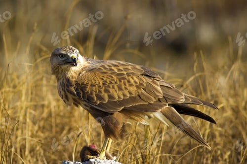 Preview: Bird Of Prey. Buzzard And Its Hunt Least Weasel. Yellow Nature Habitat Background. Bird: Long