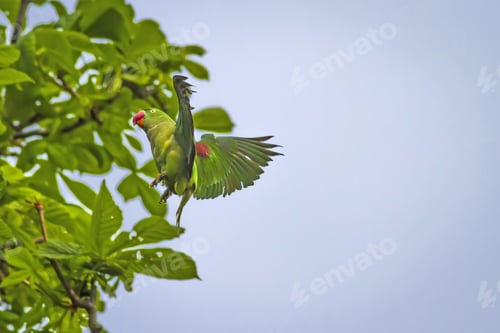 Preview: Green Red Parakeet. Natural Background. Alexandrine Parakeet. Psittacula Eupatria. İstanbul Turkiye.