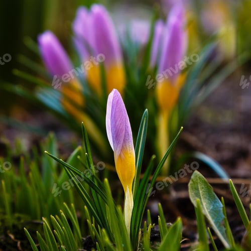 Preview: Beautiful Spring Background With Close-Up Of A Group Of Blooming Purple, Yellow, White Crocus