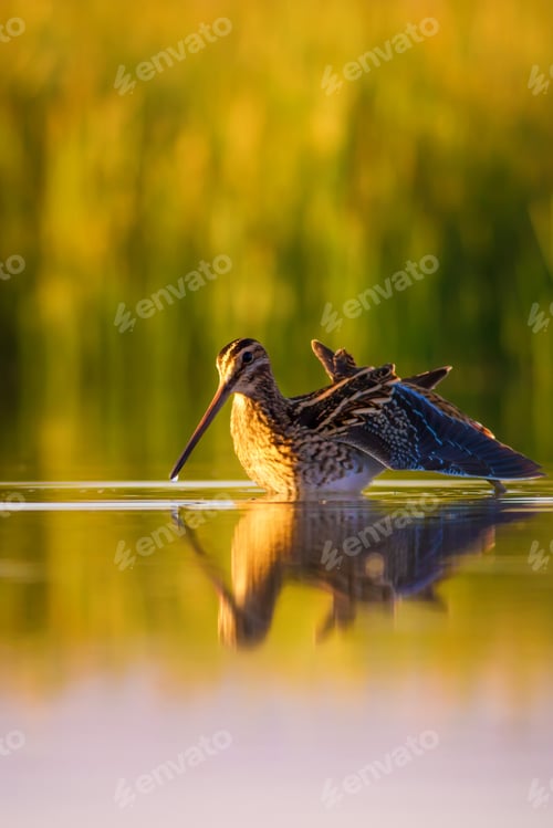 Preview: Wonderful Light And Bird. Lake Background. Common Snipe Gallinago Gallinago