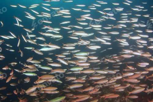 Preview: Swarm Of Sardines Fish On Ocean Reef