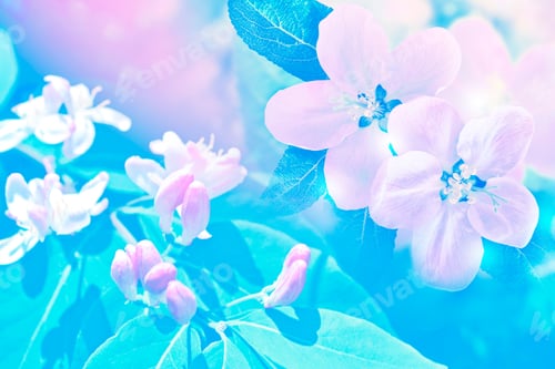 Preview: Blossoming Branch Apple. Bright Colorful Spring Flowers