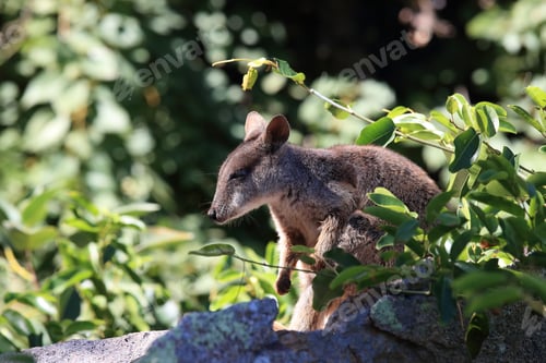 Preview: Allied Rock-Wallaby , Petrogale Assimilis Magnetic Island In Queensland, Australia