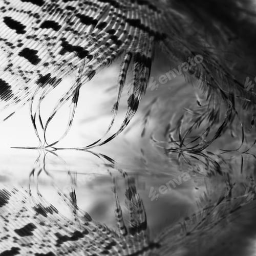 Preview: Guinea Hen Feather With Light Grey Background