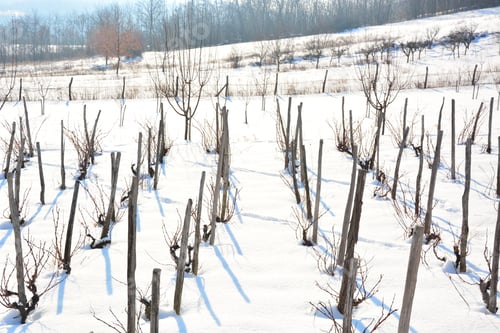 Preview: Winter Vineyard,Winter Landscape