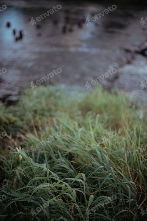 Preview: A Small River Overgrown With Grass. Autumn Landscape With Water