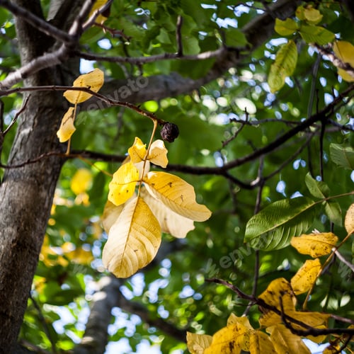 Preview: Autumnal Trees With Yellow Leaves