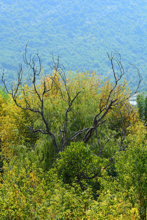 Preview: Autumn Trees