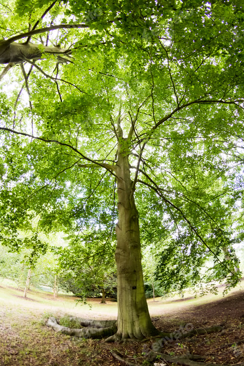 Preview: View From Kew Gardens, Royal Botanical Gardens In London. Fish Eye Lens Effects