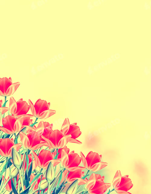 Vista previa: Spring Landscape. Beautiful Spring Flowers Tulip