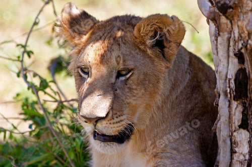 Preview: African Lioness In The Maasai Mara National Park, Kenya