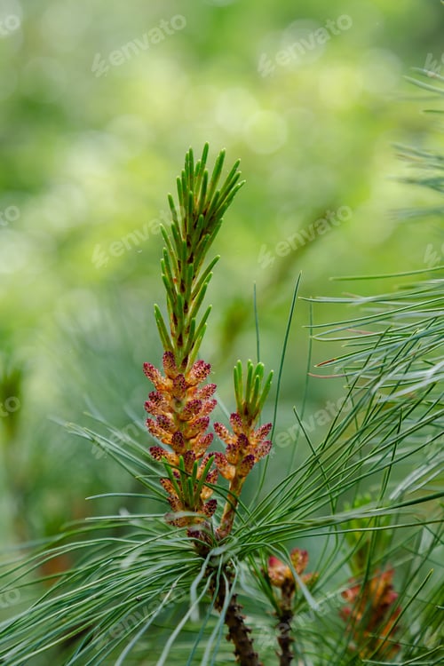Preview: Pine Blossom In Spring. Pine Branch With Bud Blooming On A Natural Background.