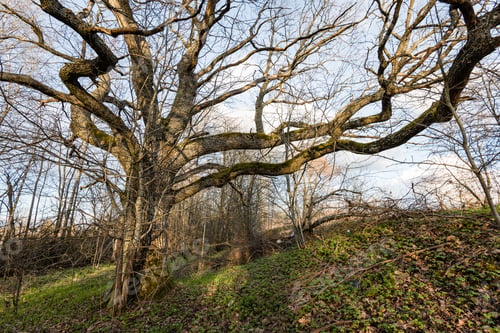 Preview: Old Large Tree Against Blue Sky With Branches Wide Spread