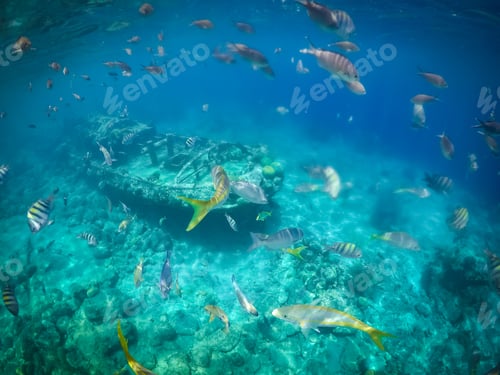 Preview: Snorkelling At The Tug Boat Wreck With Lots Of Fish Views Around The Small Caribbean Island Of